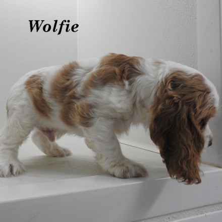 puppy, for, sale, Cocker Spaniel, Joe & Cherri  Overlease, dog, breeder, Miller, MO, dog-breeder, puppy-for-sale, forsale, nearby, find, puppyfind, locator, puppylocator, aca